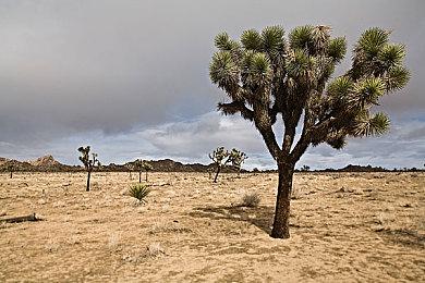 开放世界动作RPG《燧石枪：黎明之围》新实机预告